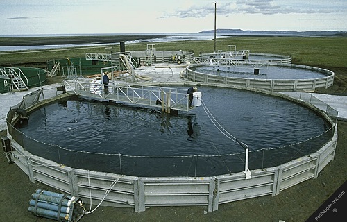 臭氧在水产养殖水处理中的应用